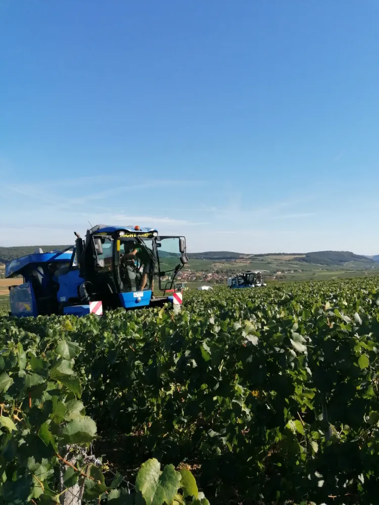vendanges