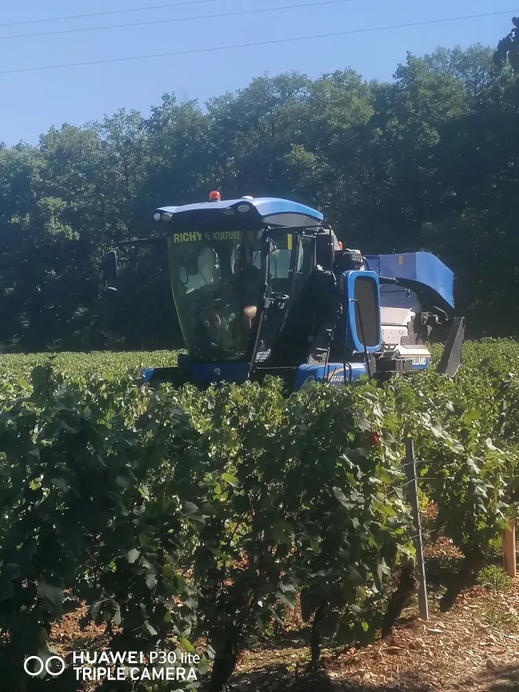 vendanges (2)